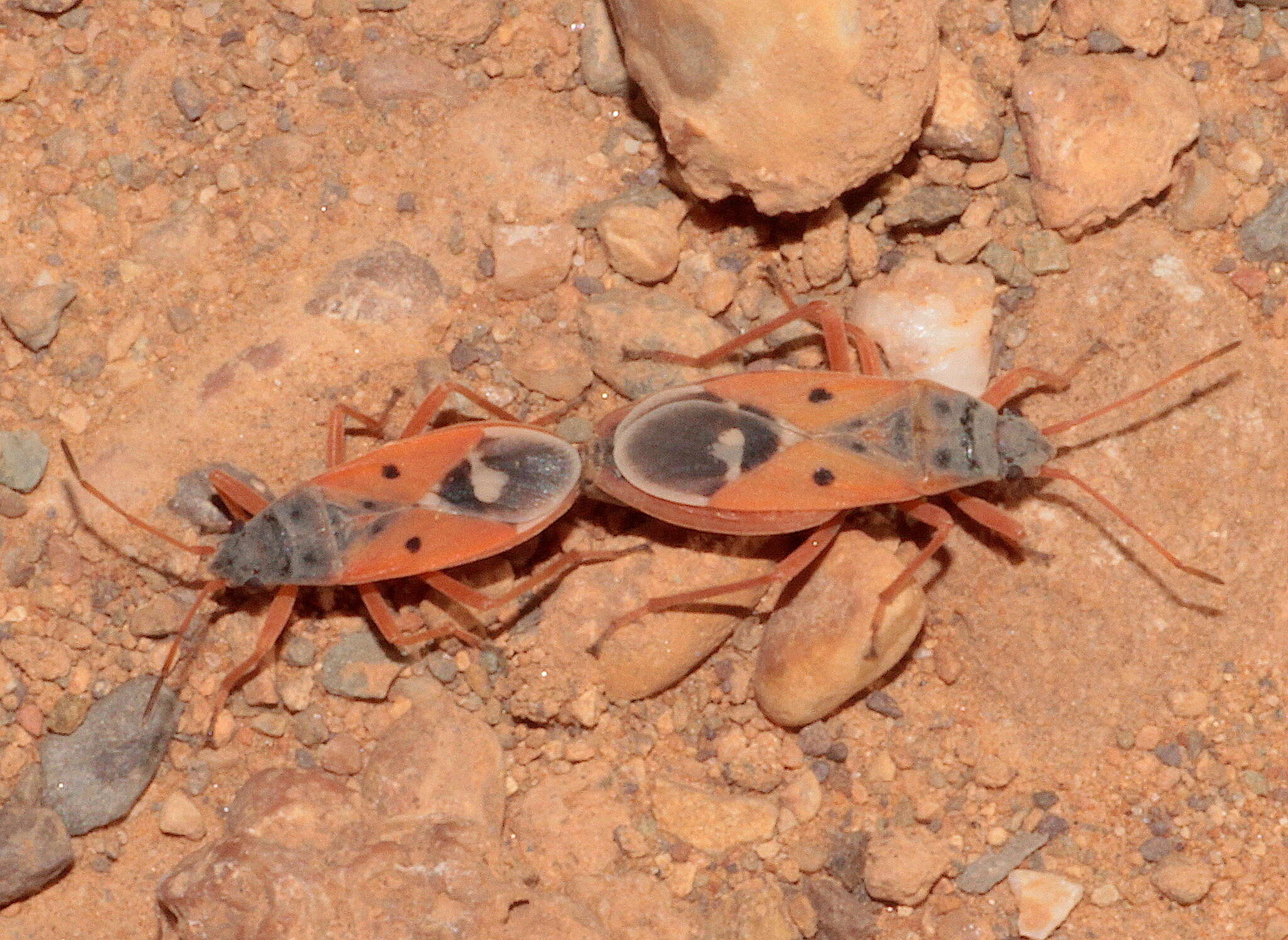 Image de Cosmopleurus fulvipes (Dallas & W. S. 1852)