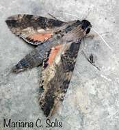 Image of Cramer's Sphinx Moth