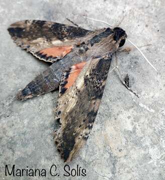 Image of Cramer's Sphinx Moth