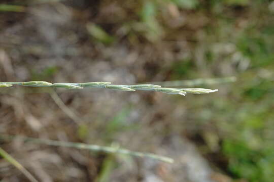 Image of Elymus nodosus (Steven ex Griseb.) Melderis