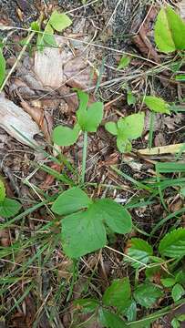 Image of gall of the earth