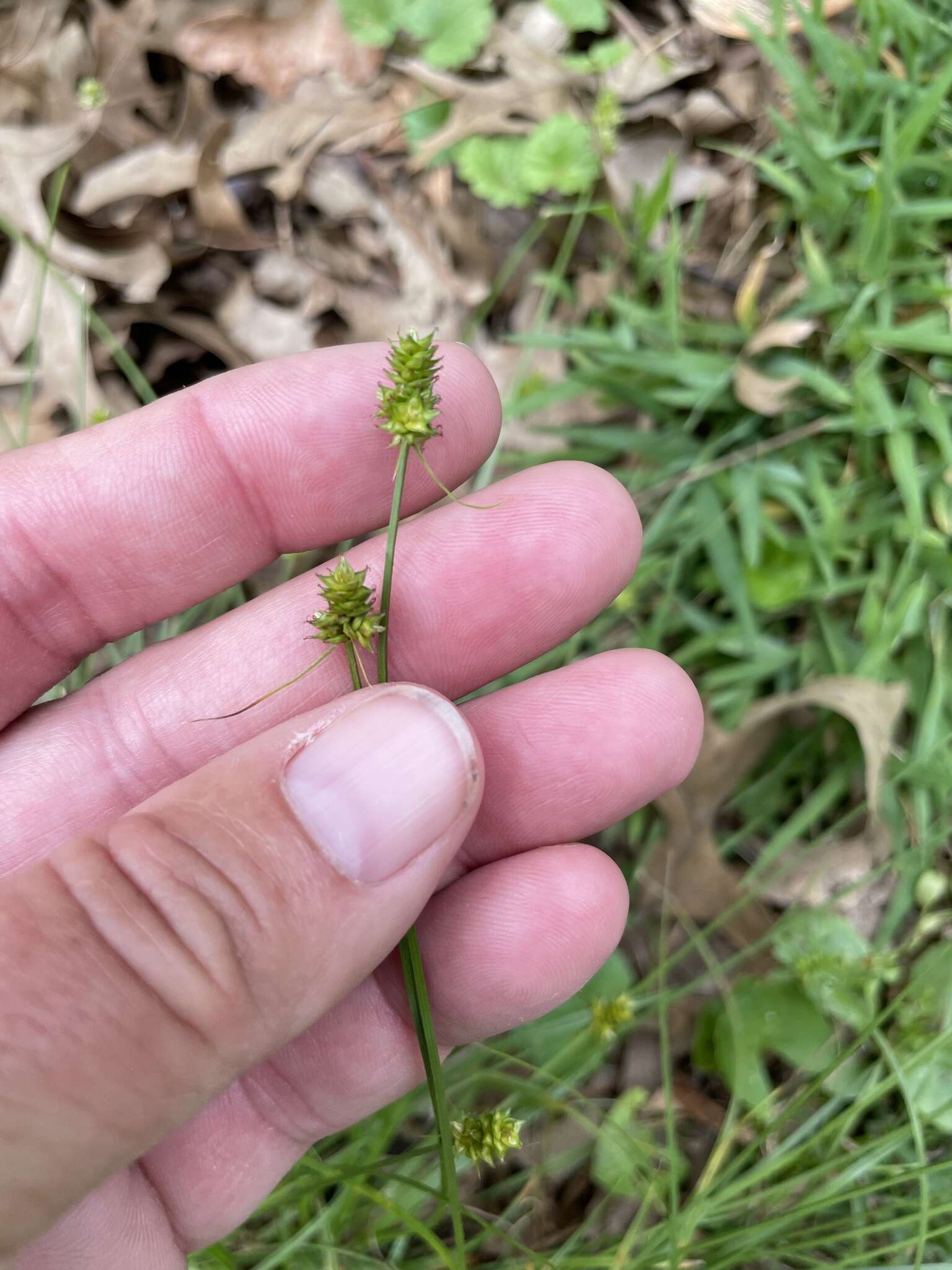 Image of Leavenworth's sedge