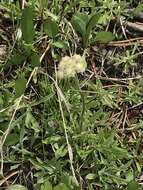 Sivun Antennaria corymbosa E. E. Nelson kuva