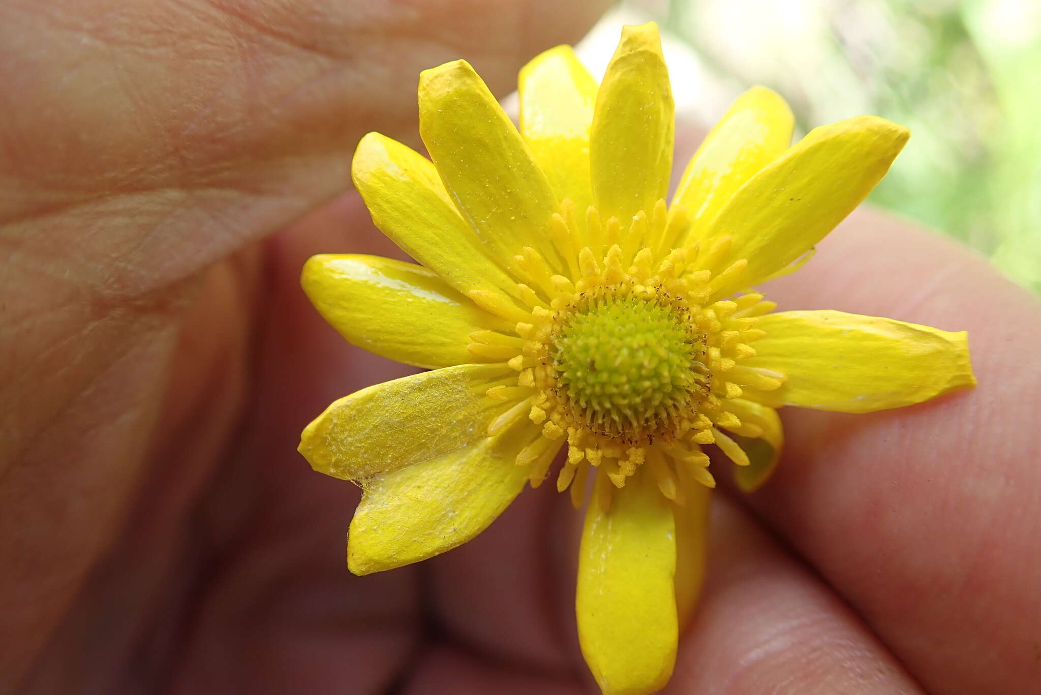 Image of Drakensberg Buttercup