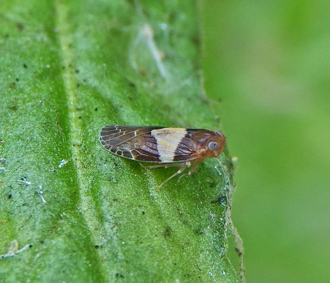 Image of Synecdoche cara (Van Duzee 1910)