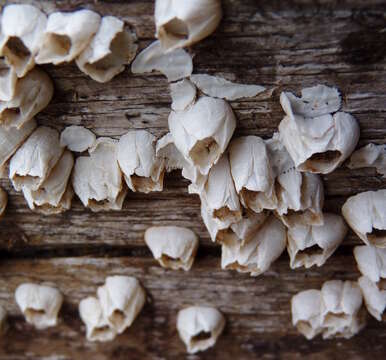 Image of Ivory barnacle