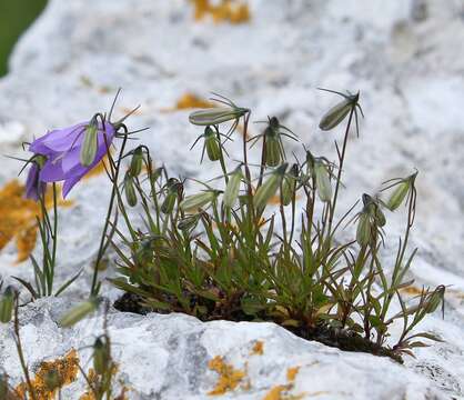 Image of Karnische Glockenblume