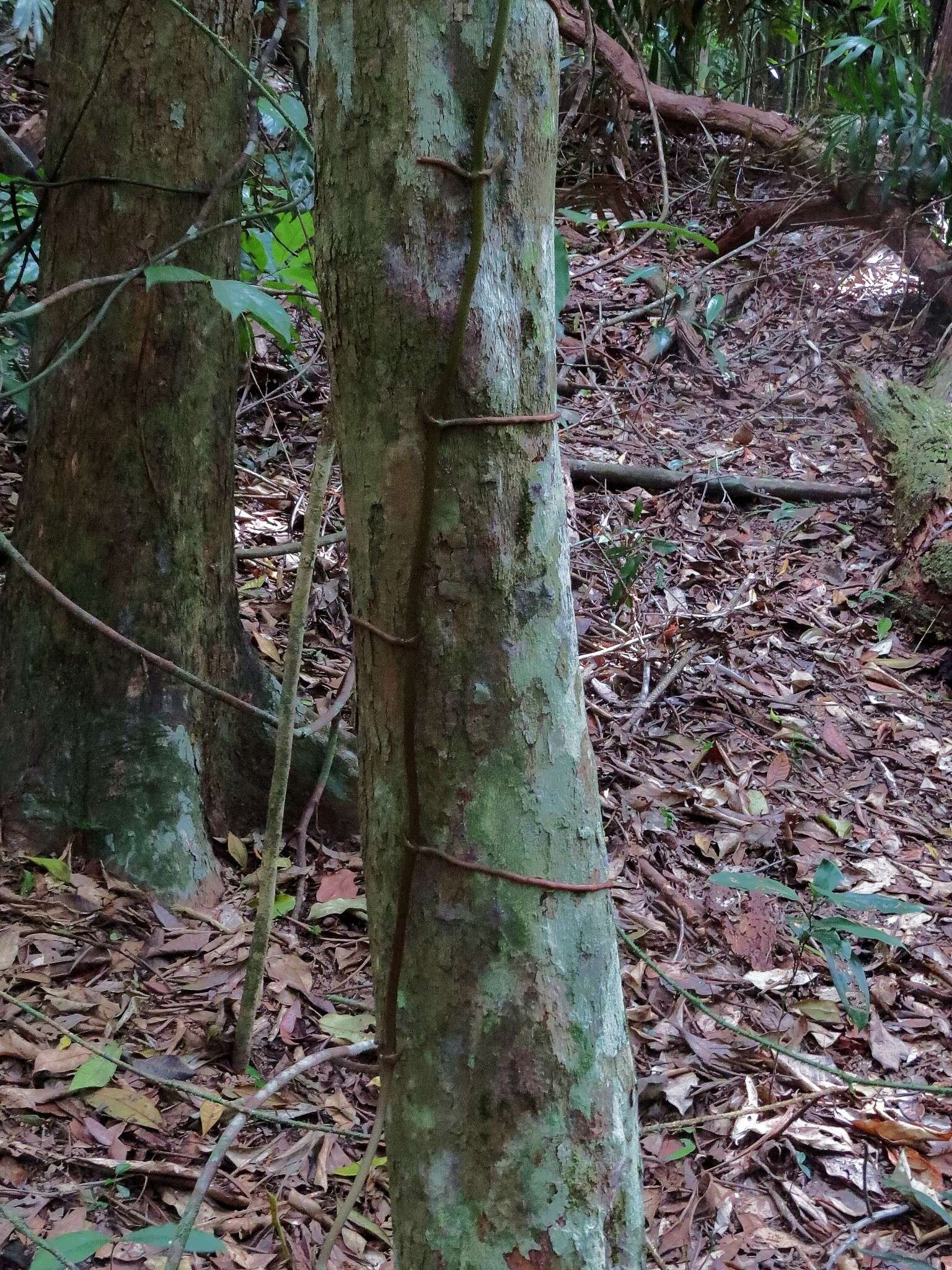 Image of Pseudovanilla foliata (F. Muell.) Garay