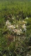 Image of Variable stork's-bill