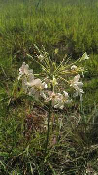 Imagem de Pelargonium luridum (Andr.) Sweet