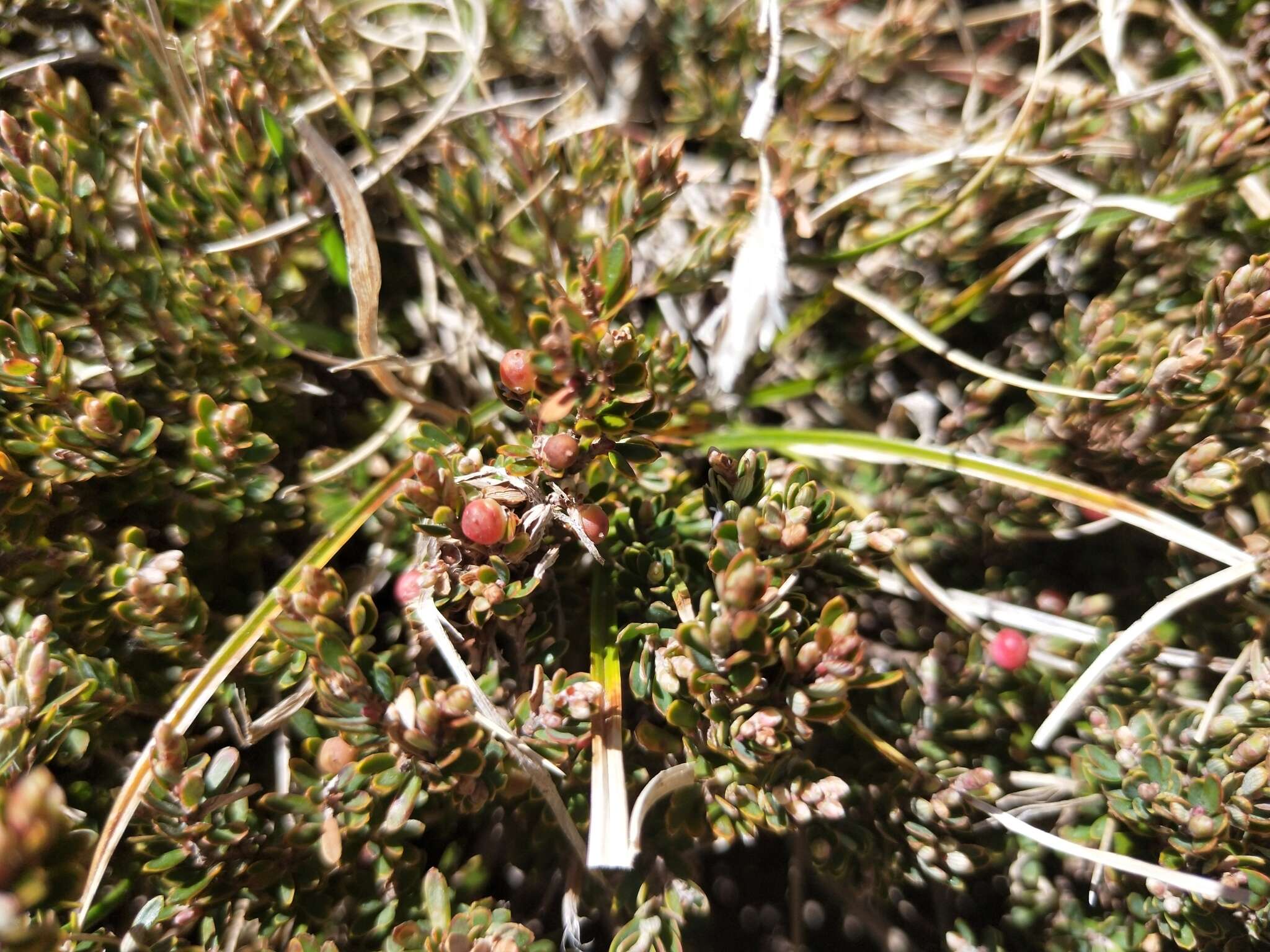 Image of Acrothamnus montanus (R. Br.) Quinn