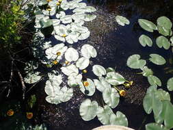 Image de Nuphar rubrodisca Morong