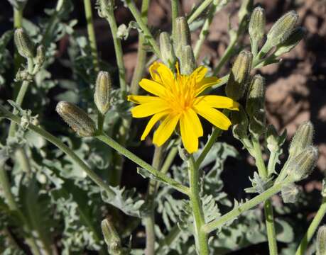 Image of largeflower hawksbeard