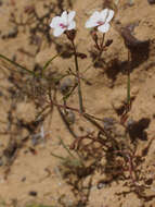 Image of Pelargonium senecioides L'Her.