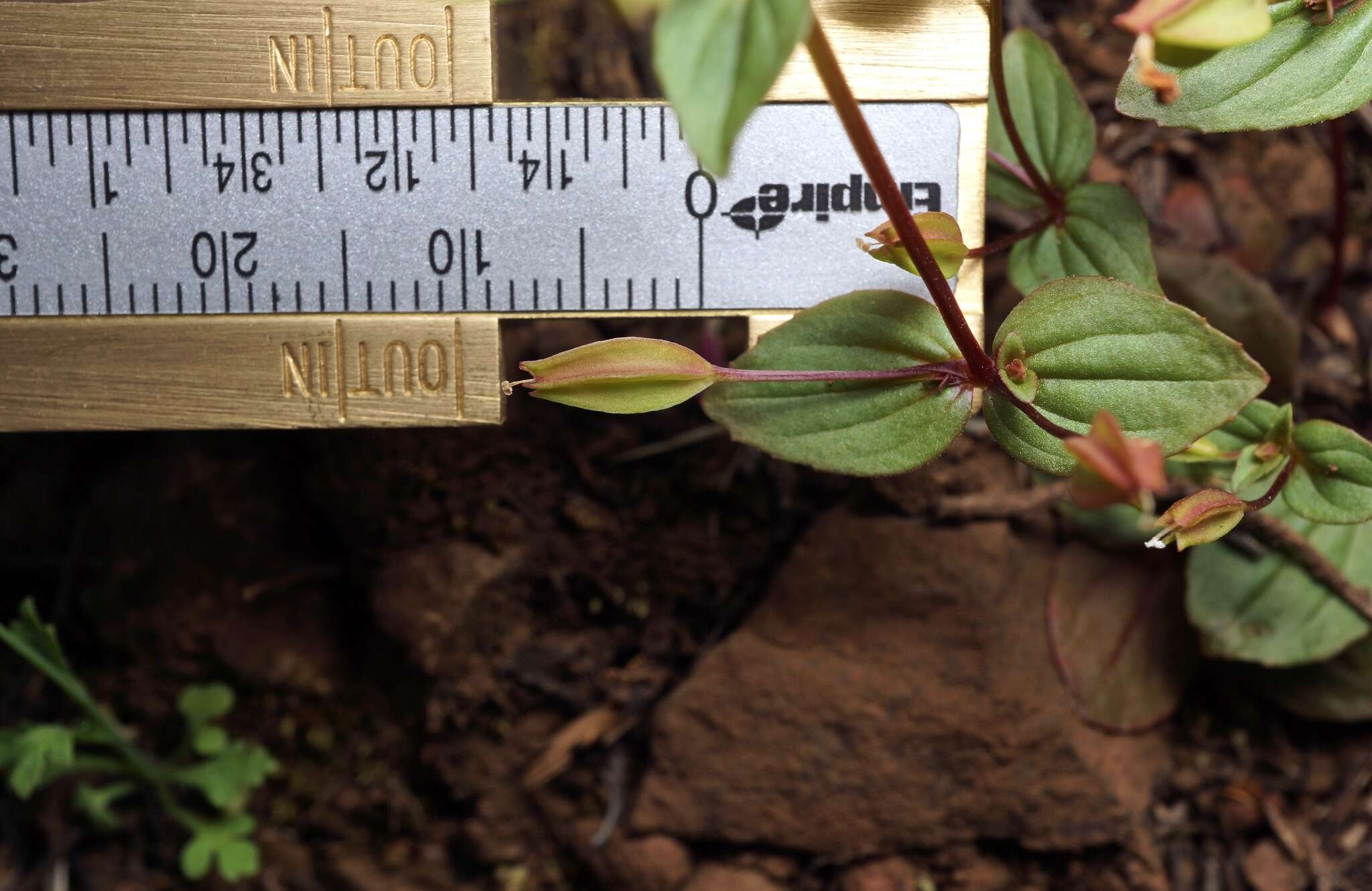 Erythranthe inconspicua (A. Gray) G. L. Nesom resmi