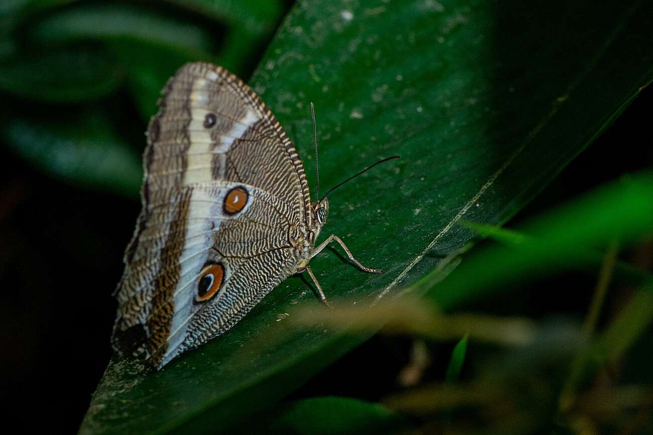 Sivun Dasyophthalma rusina Latreille & Godart 1824 kuva