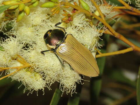 Image of Temognatha bruckii (Thomson 1878)