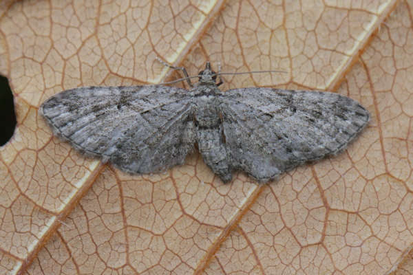 Image of Eupithecia ericeata Rambur 1833