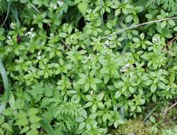 Galium japonicum Makino resmi