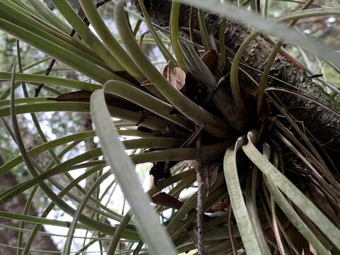 Слика од Tillandsia floridana (L. B. Sm.) H. Luther