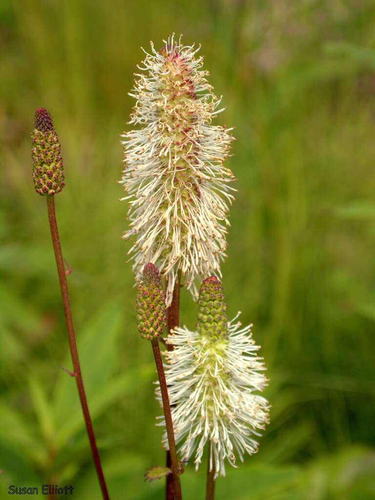 Image of Canadian burnet