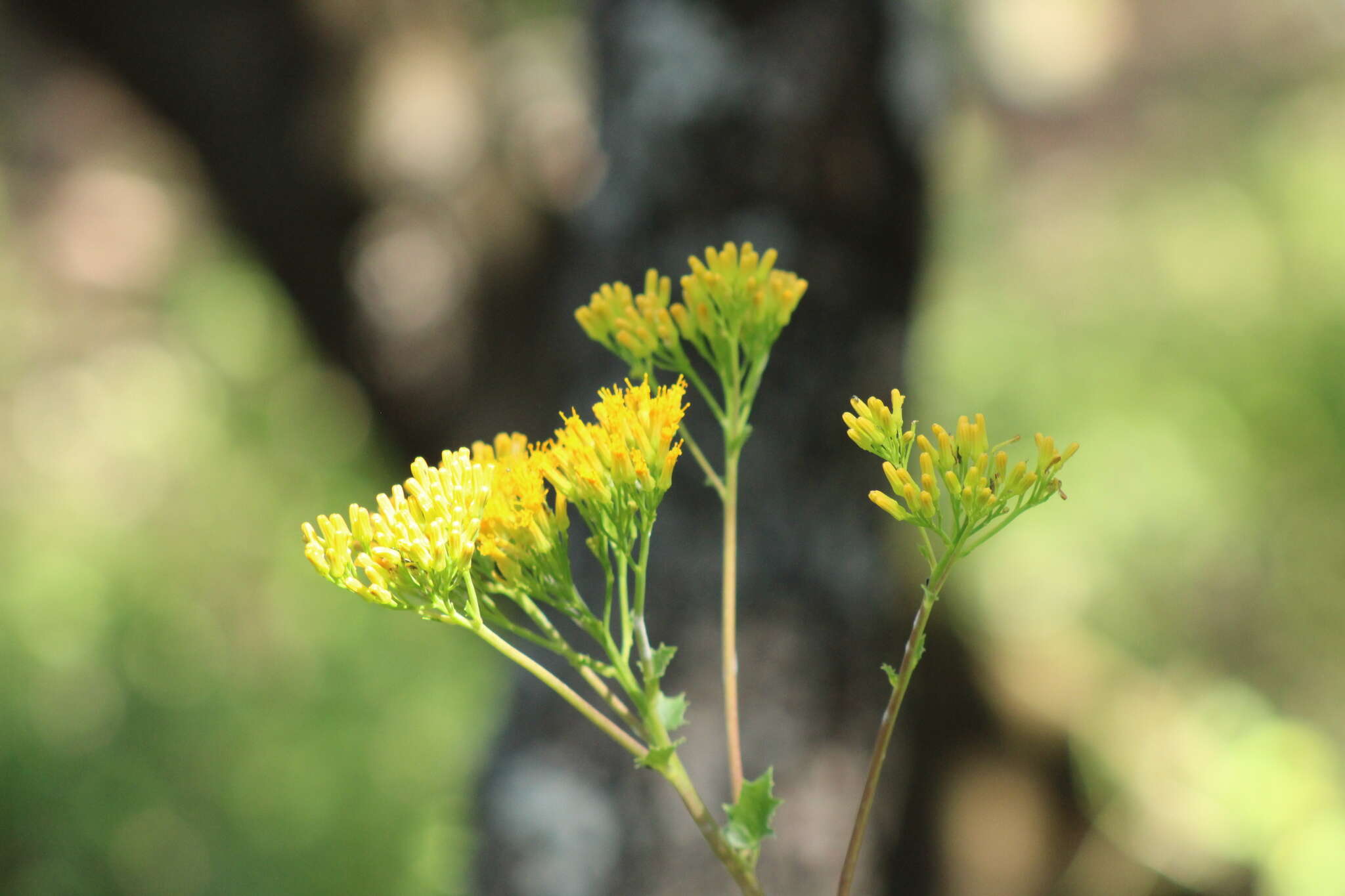 Image of Roldana mexicana (Mc Vaugh) H. Rob. & Brettell