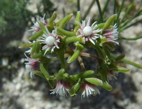 Image de Eustegia minuta (L. fil.) N. E. Br.