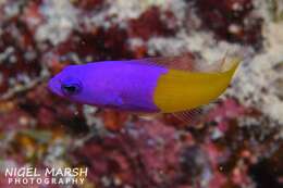 Image of Bicolor dottyback