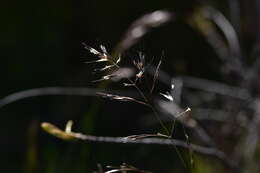 Image of Helictotrichon convolutum (C. Presl) Henrard