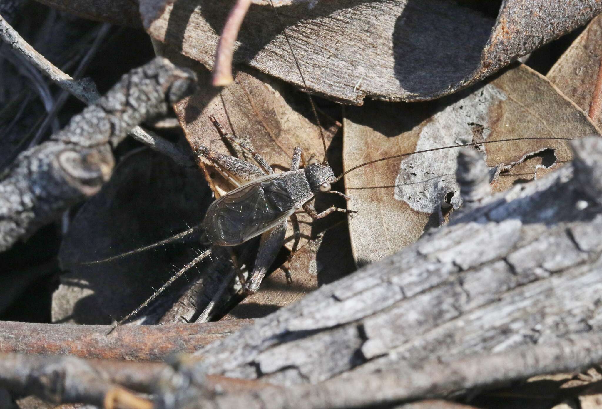 Image of Eurepa marginipennis (White & A. 1841)