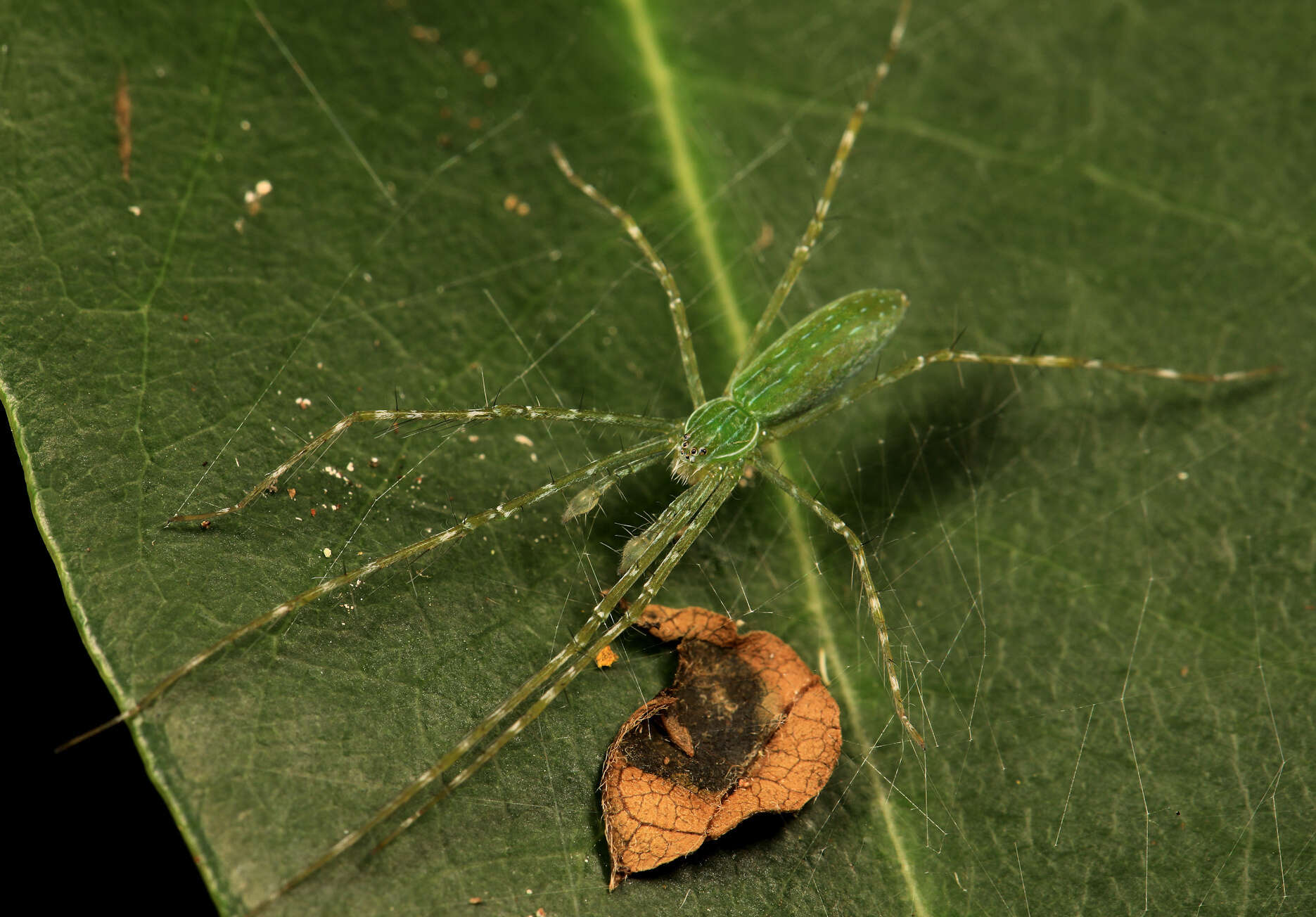 Image of Hygropoda tangana (Roewer 1955)