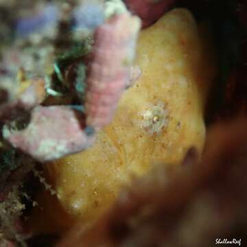 Image of Bandfin frogfish