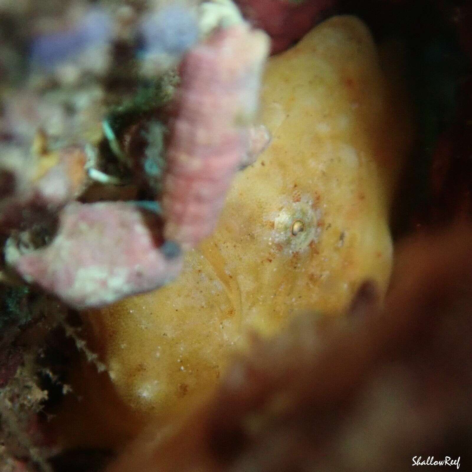 Image of Bandfin frogfish