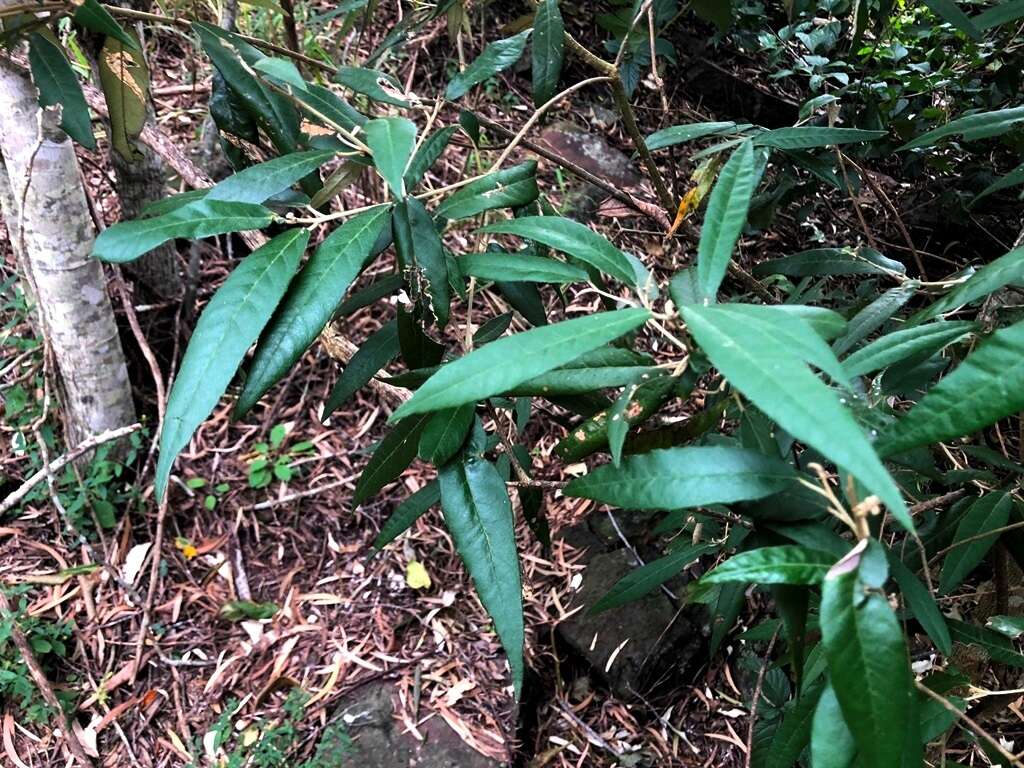 Imagem de Croton stigmatosus F. Muell.