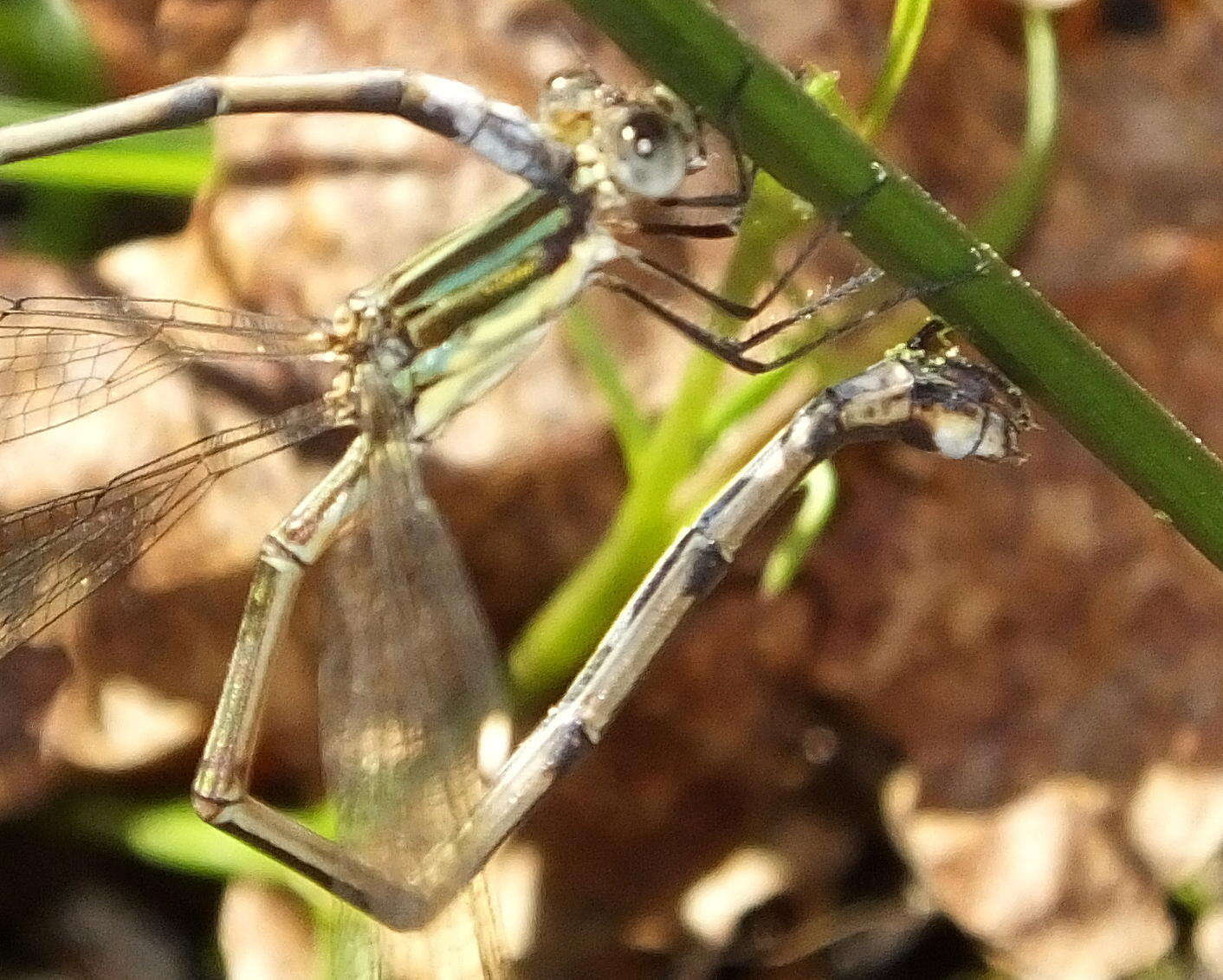 Imagem de Lestes virgatus (Burmeister 1839)