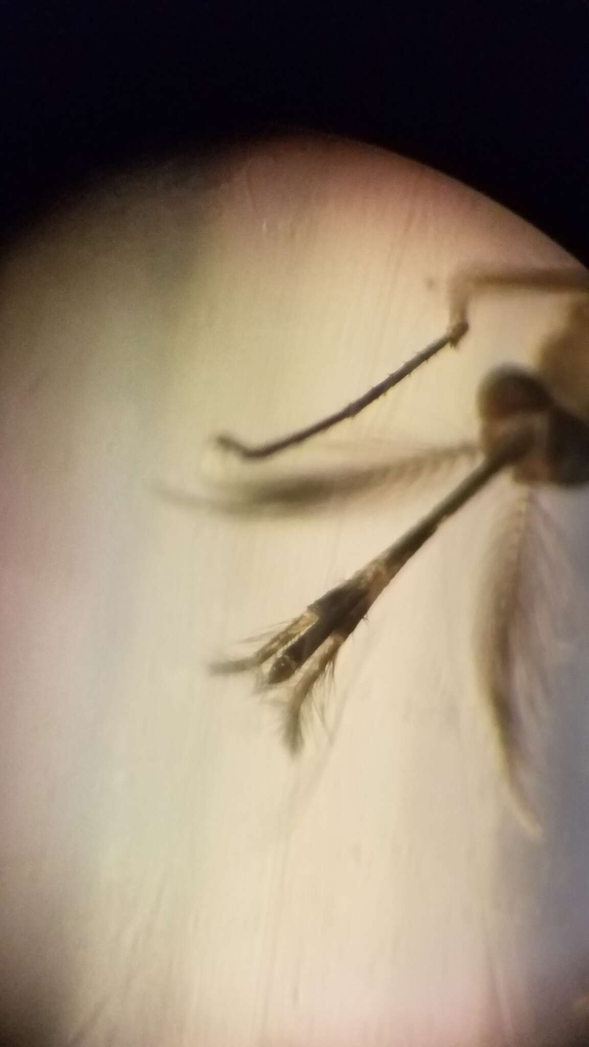 Image of Culex stigmatosoma Dyar 1907