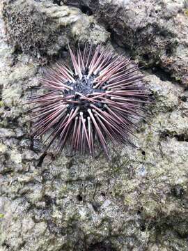 Image of Atlantic purple sea urchin