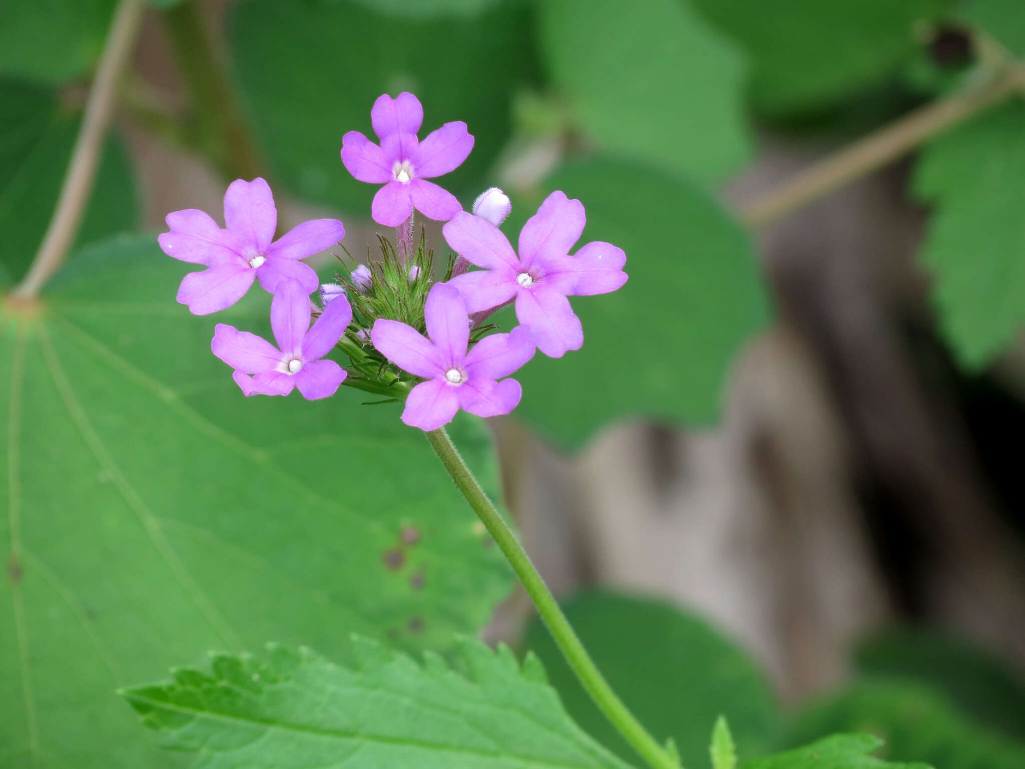 Imagem de Glandularia maritima (Small) Small