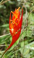 صورة Heliconia densiflora Verl.