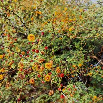 Image of Vachellia eburnea (L. fil.) P. J. H. Hurter & Mabb.