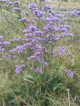 صورة Limonium tomentellum (Boiss.) O. Kuntze