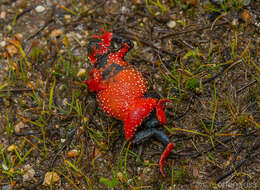 Image of Maldonada Redbelly Toad