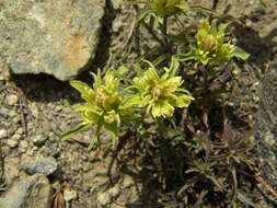 Слика од <i>Castilleja <i>pallescens</i></i> var. pallescens