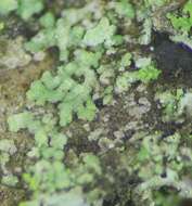 Image of waynea lichen