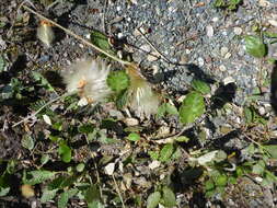 Image of Drummond's mountain-avens