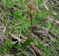 Rumex arcticus Trautv.的圖片