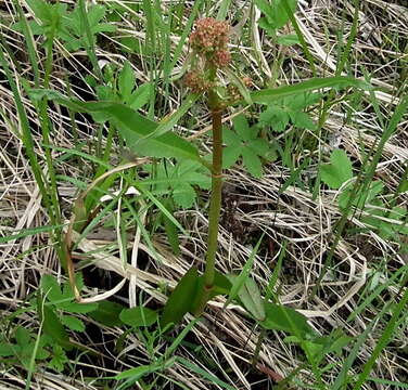 Rumex arcticus Trautv.的圖片