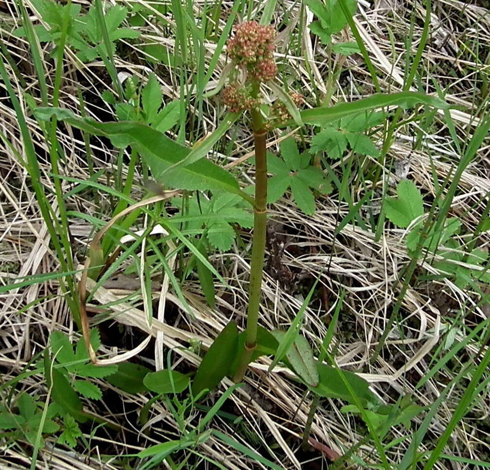 Rumex arcticus Trautv.的圖片