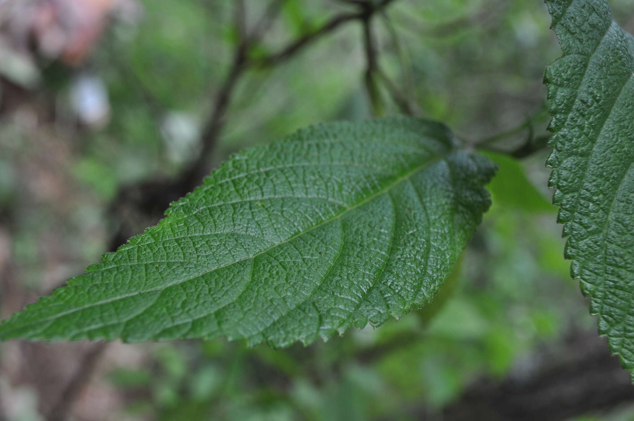 Plancia ëd Lippia myriocephala Schltdl. & Cham.