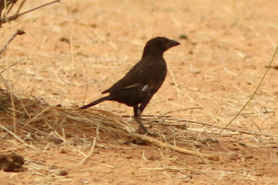 Image of Bubalornis Smith & A 1836